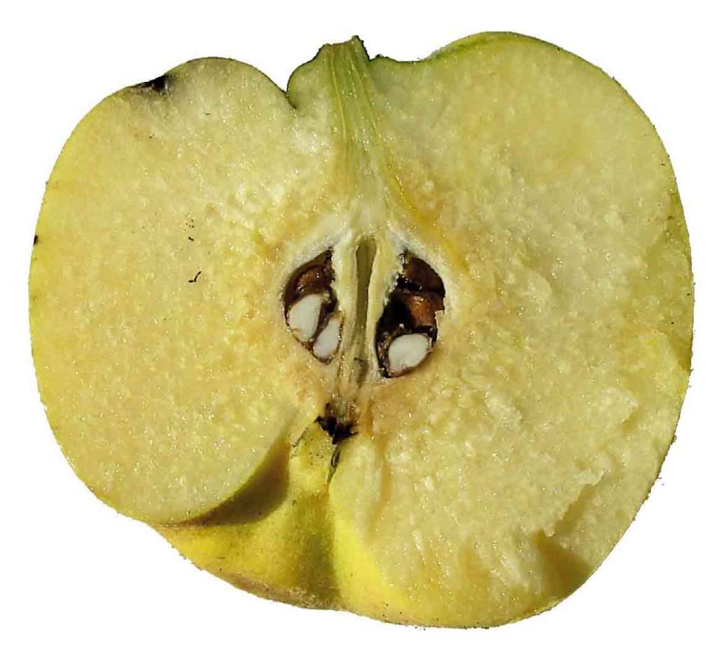 mela mezza