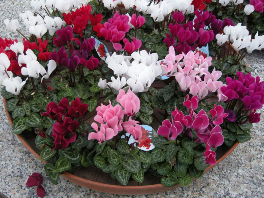 natale balcone ciclamini