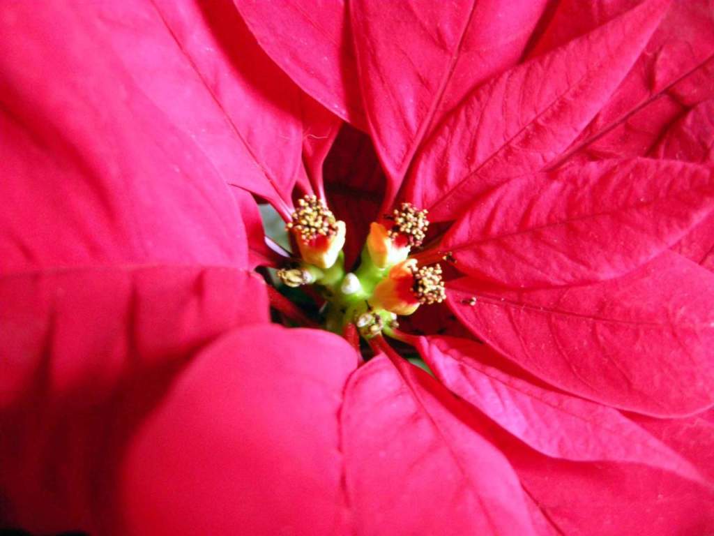 stella natale fiori
