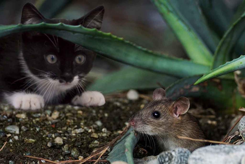 gatto ecosistema