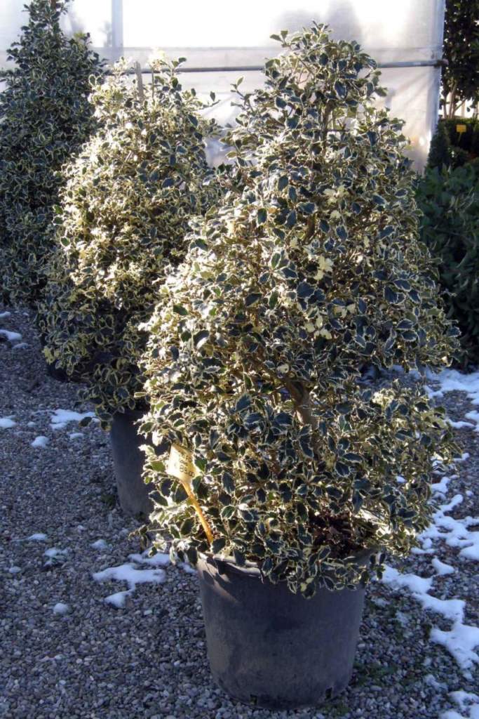 agrifoglio variegato