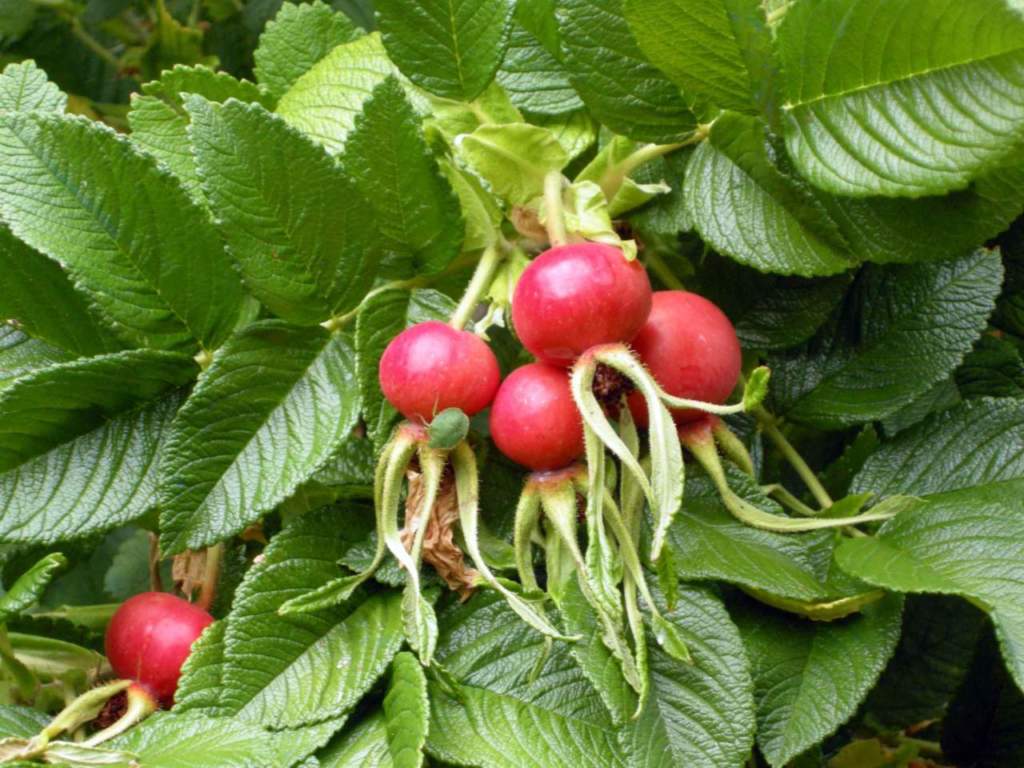 rosa rugosa cinorrodi