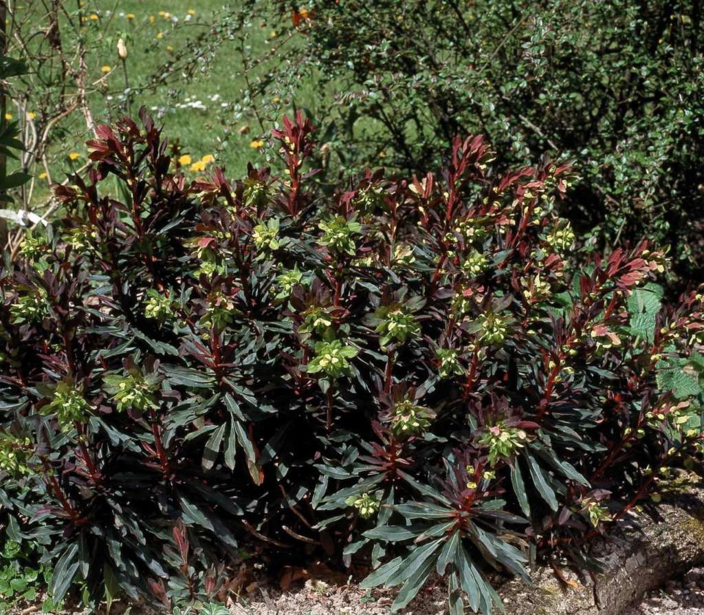 Euphorbia amygdaloides