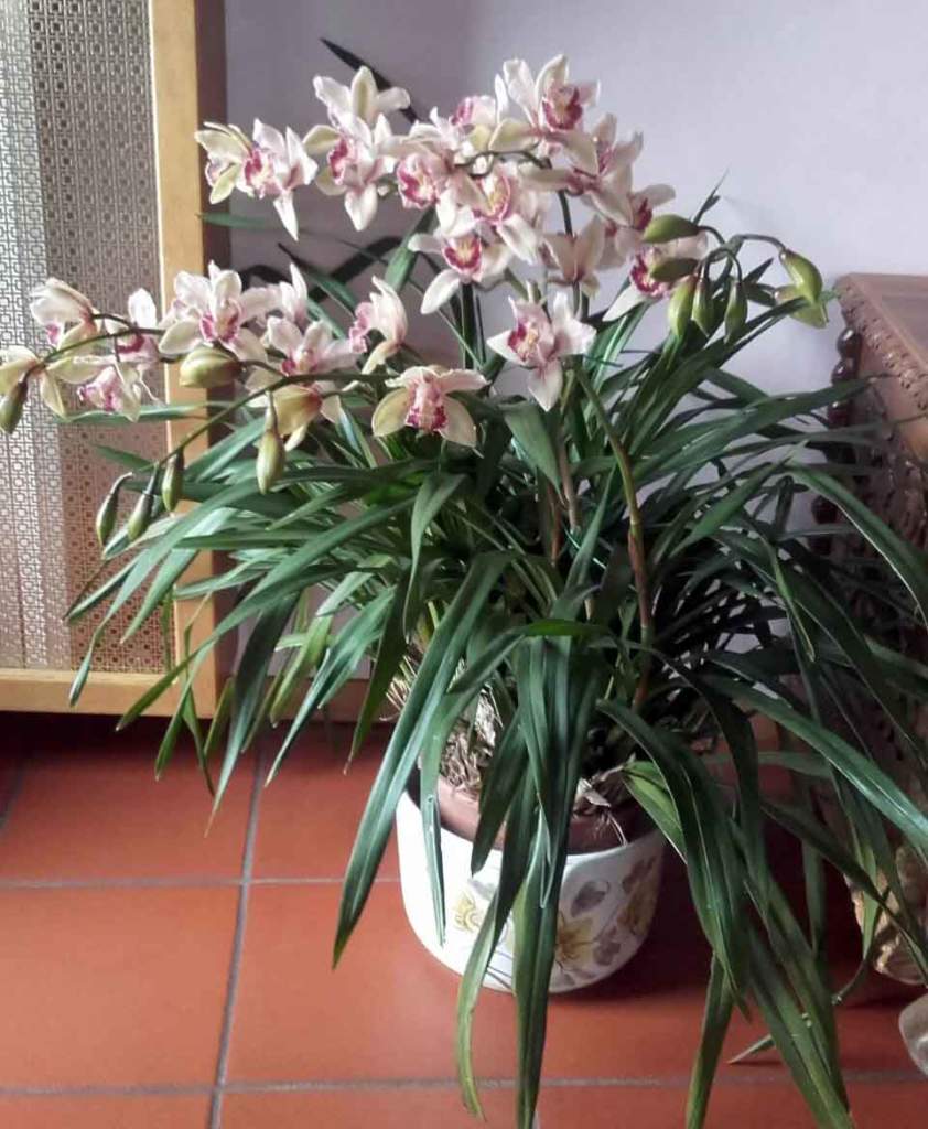 orchidee cymbidium