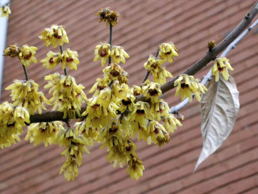 calicanto inverno fiori