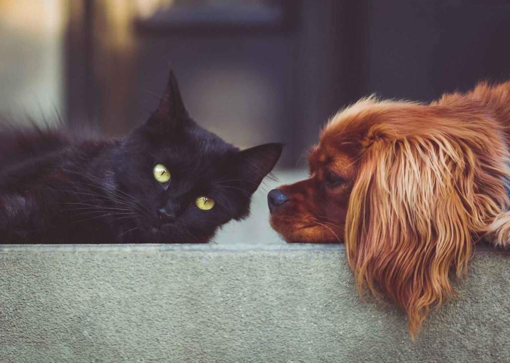 diritti animali cane gatto
