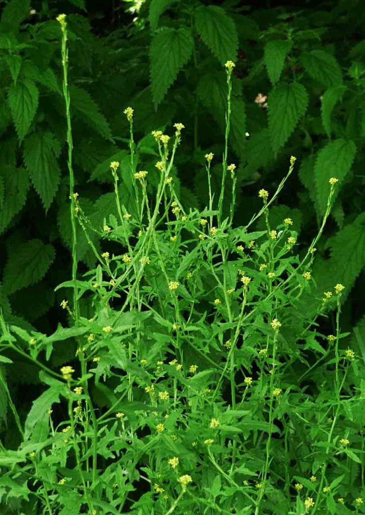 erysimum officinale