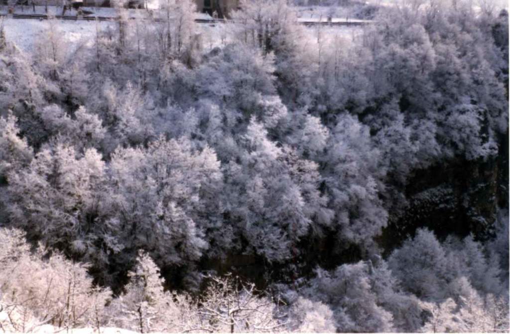 galaverna alberi