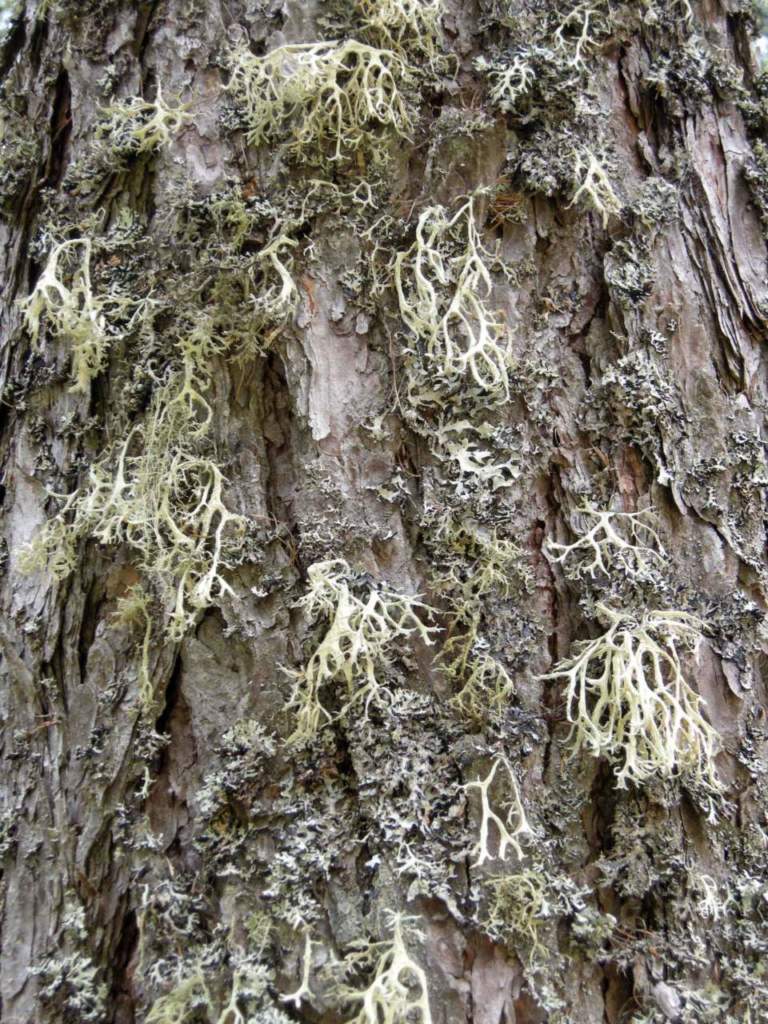 licheni tronco