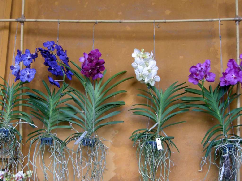 orchidee substrato vanda