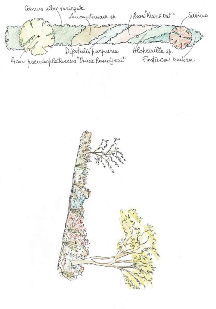 siepe progetto