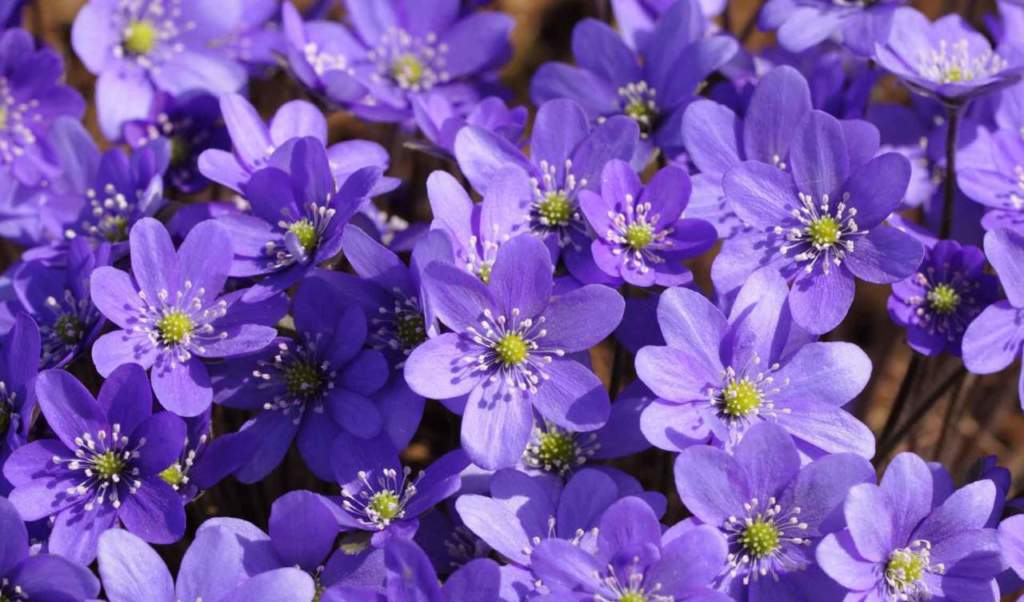 hepatica fiori