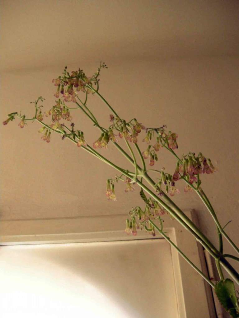 kalanchoe daigremontiana