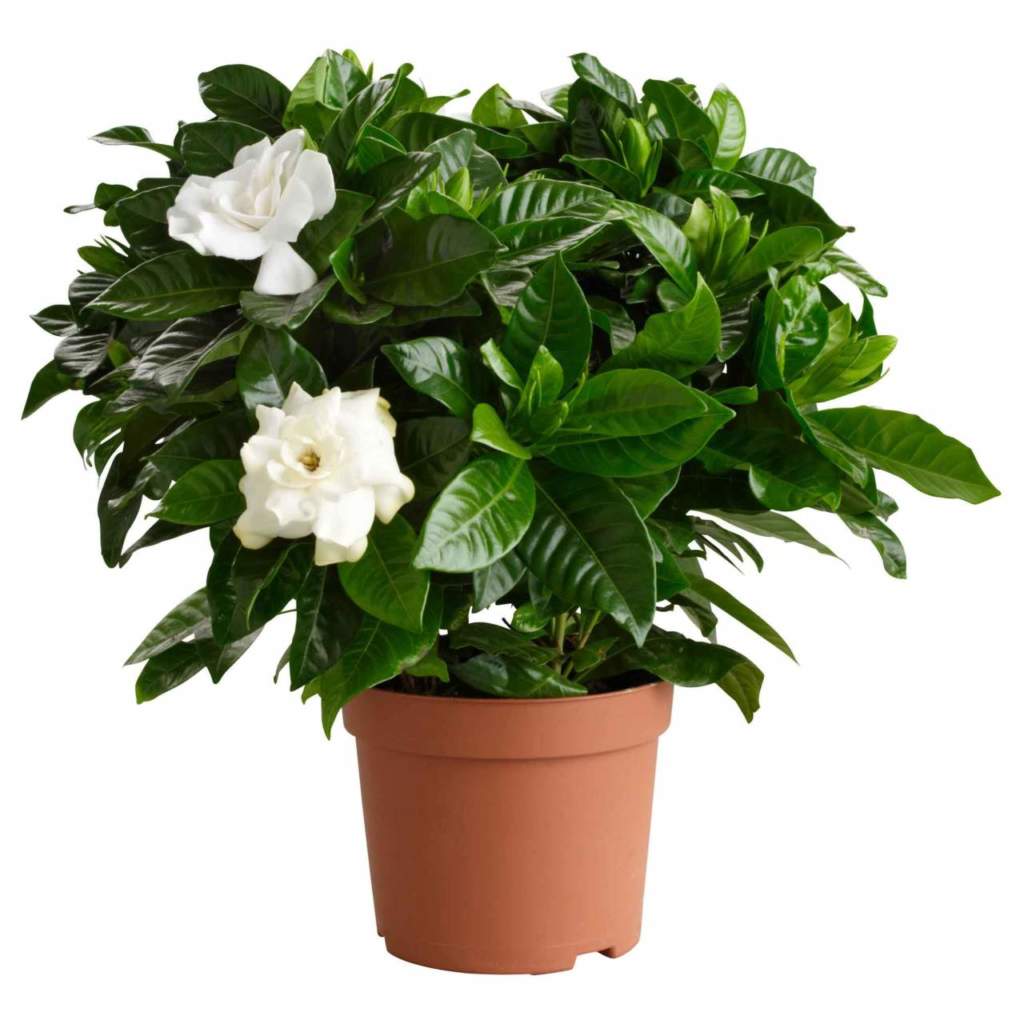 gardenia vaso