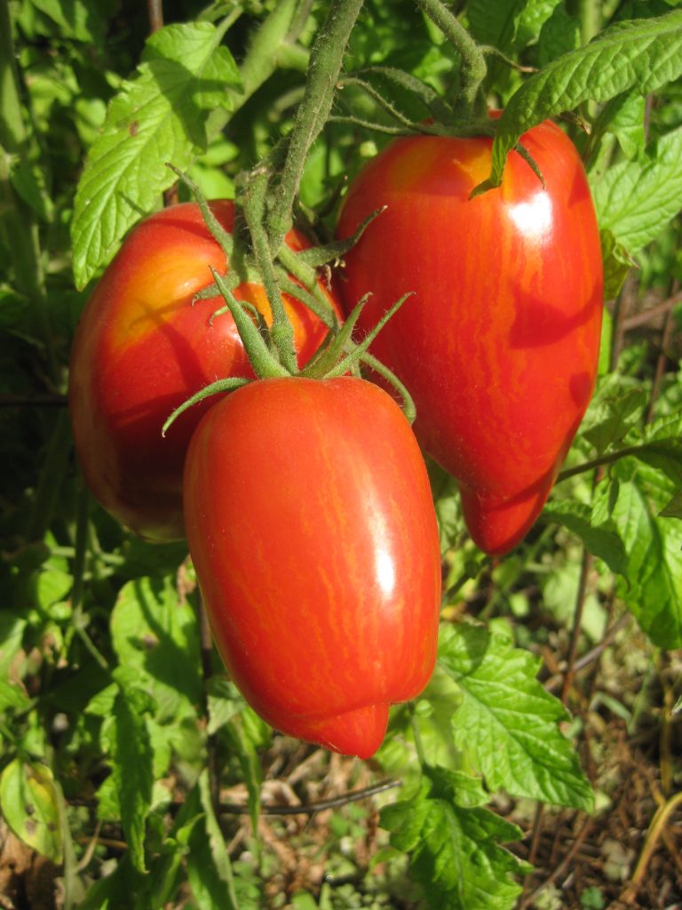 pomodoro san marzano