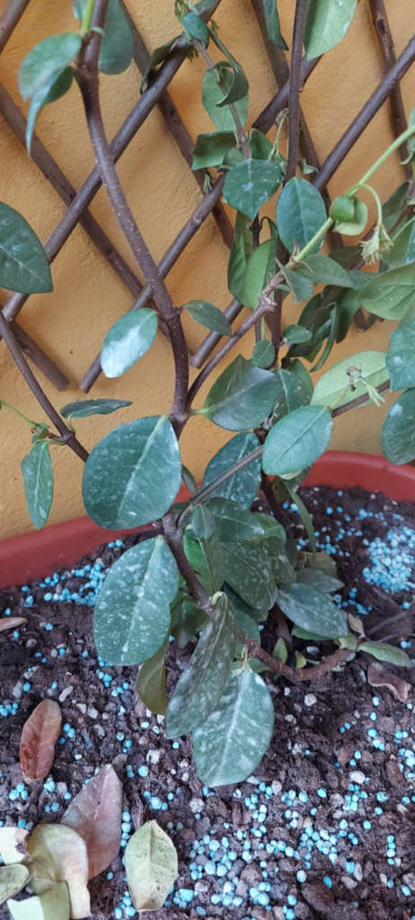 falso gelsomino afflosciato