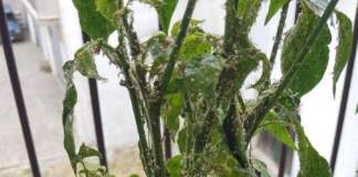peperoncino ammalato