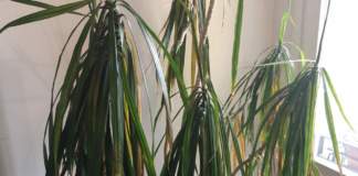 dracena marginata cura