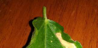 ibisco foglie