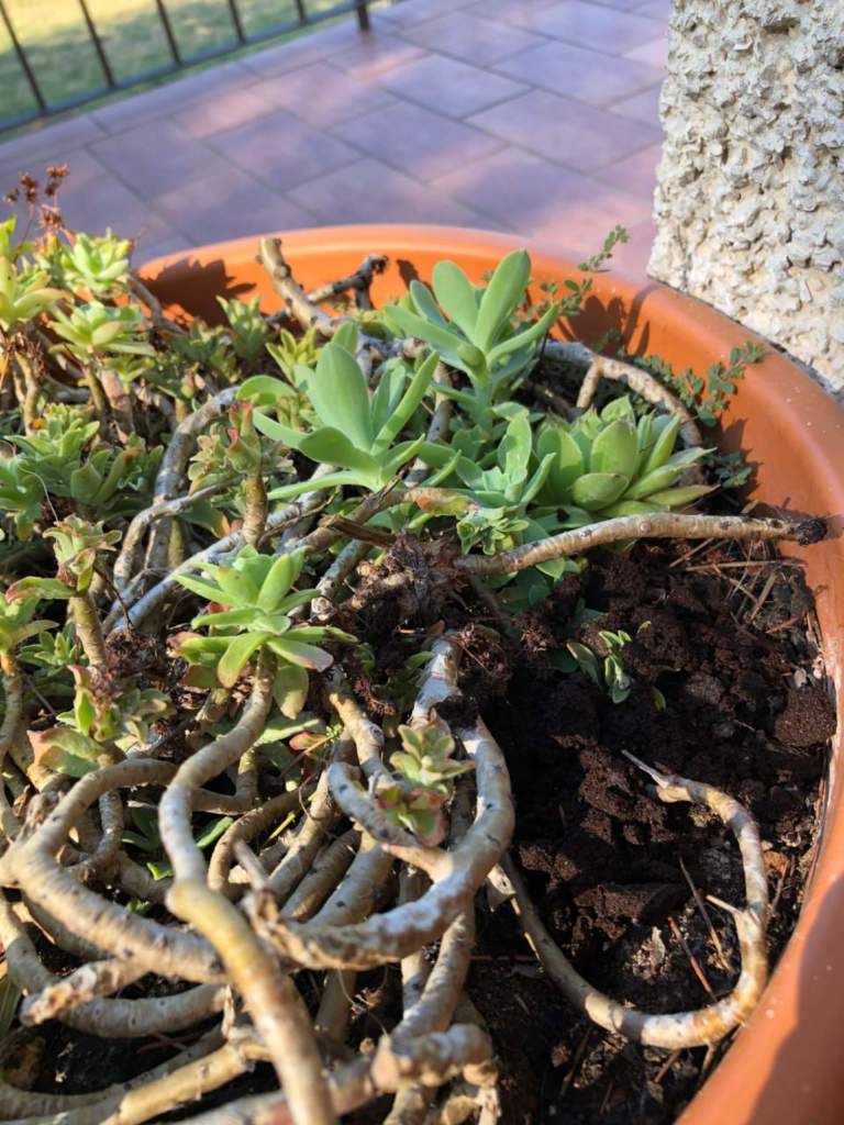 giardinaggio talee sedum palmeri