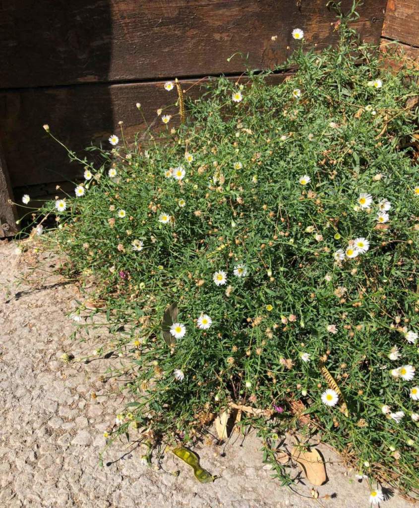 idee giardino