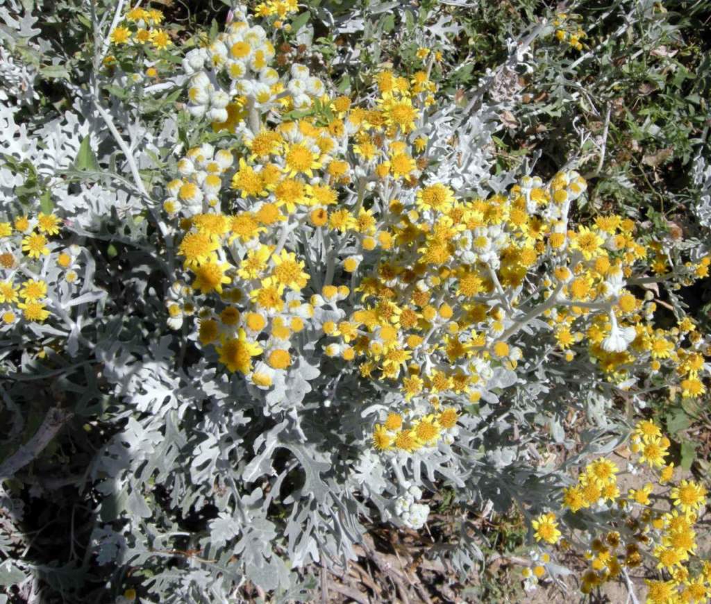 scale muri cineraria maritima fiori gialli
