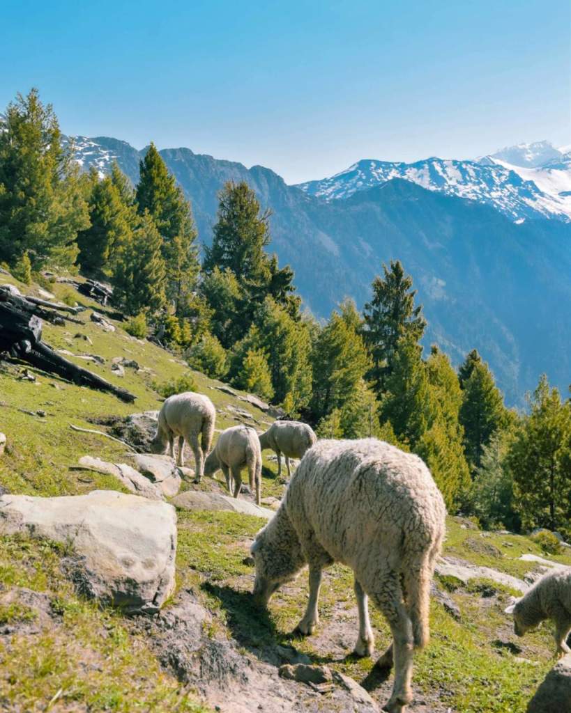passeggiata montagna gregge pecore