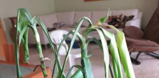dracena asfissia radicale