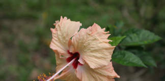 ibiscus