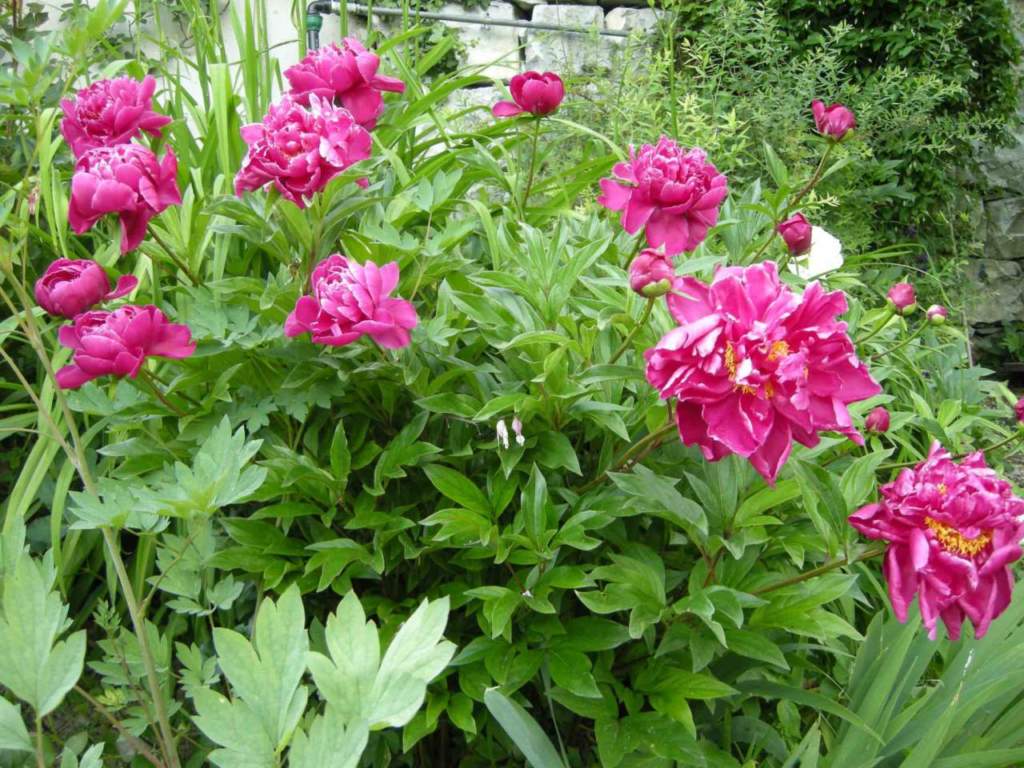 peonia rossa libro