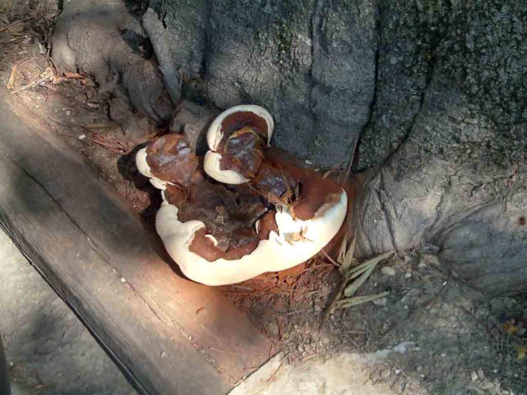 carie del legno ganoderma aspersum