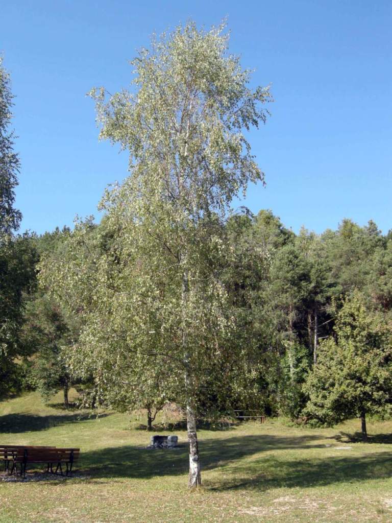 betulla