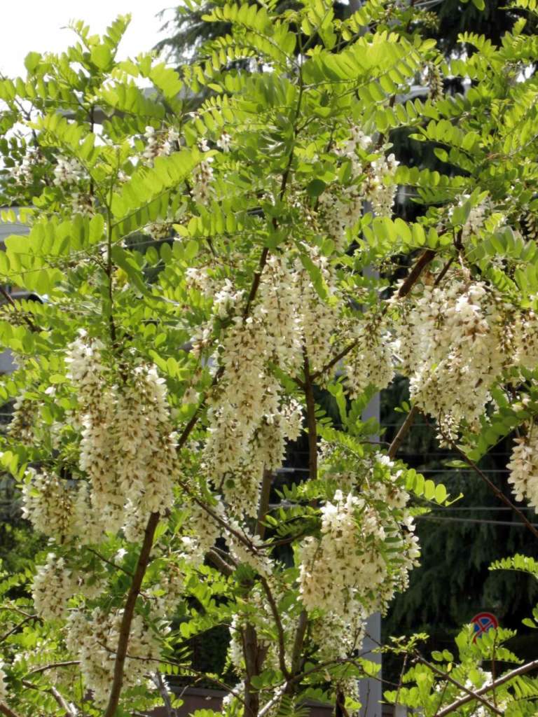 robinia fiori bianchi