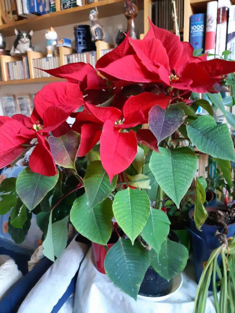 poinsettia stella di Natale
