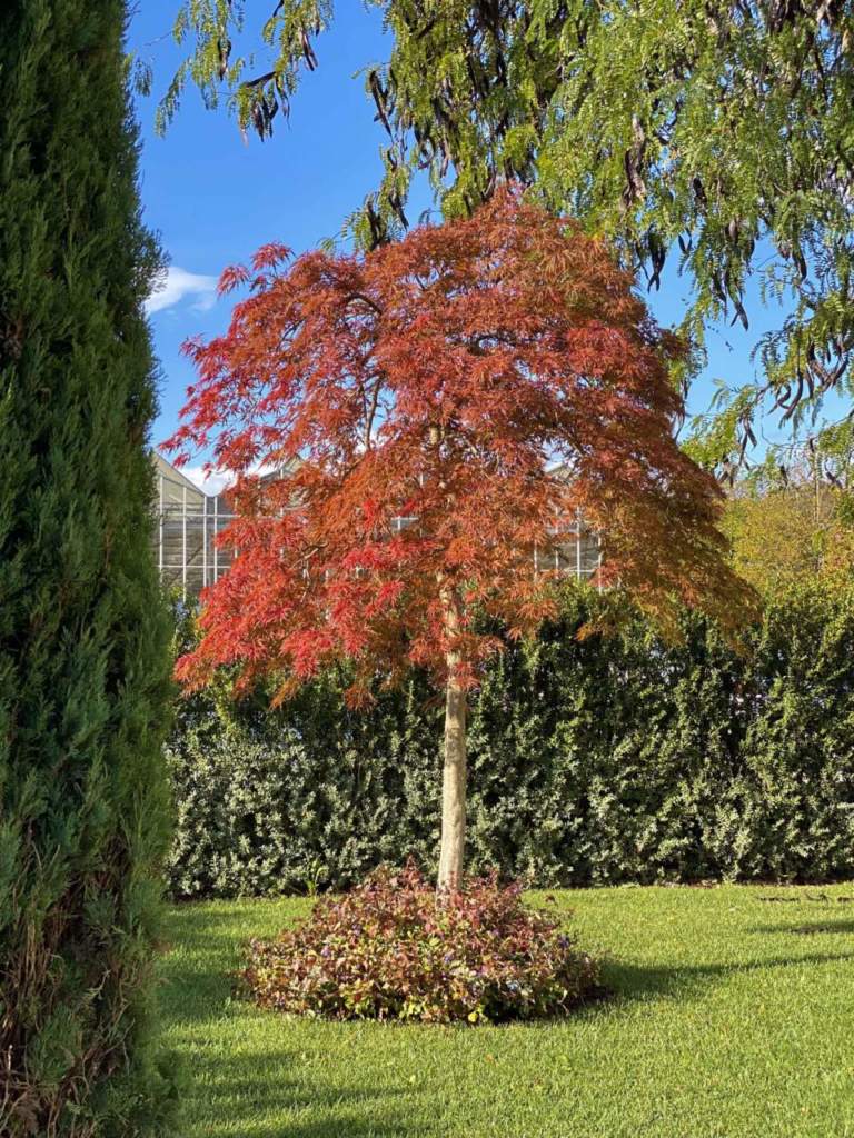 foliage
