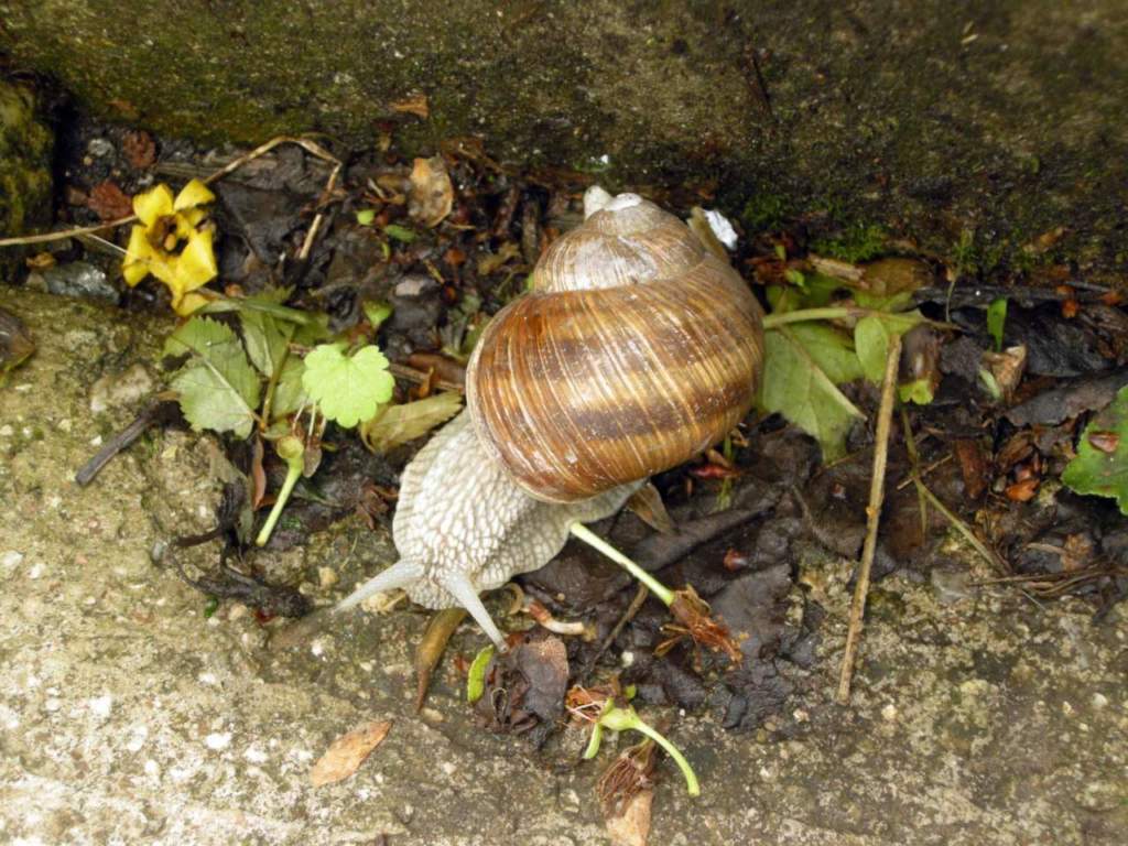 Helix pomatia, la chiocciola, lumaca con guscio.