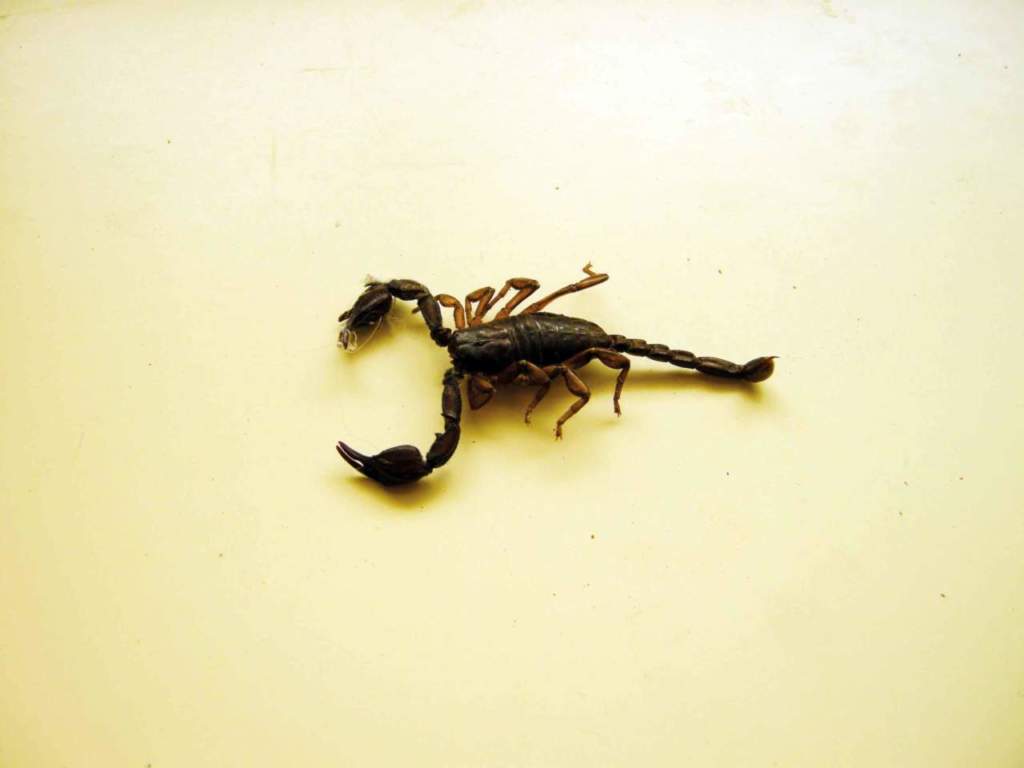 Euscorpius italicus, lo scorpione.