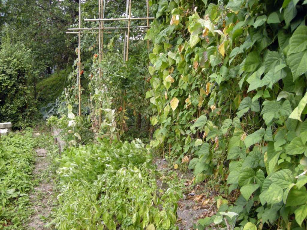food forest orto
