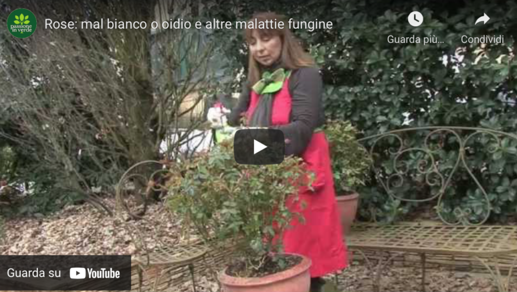 video_rose_oidio