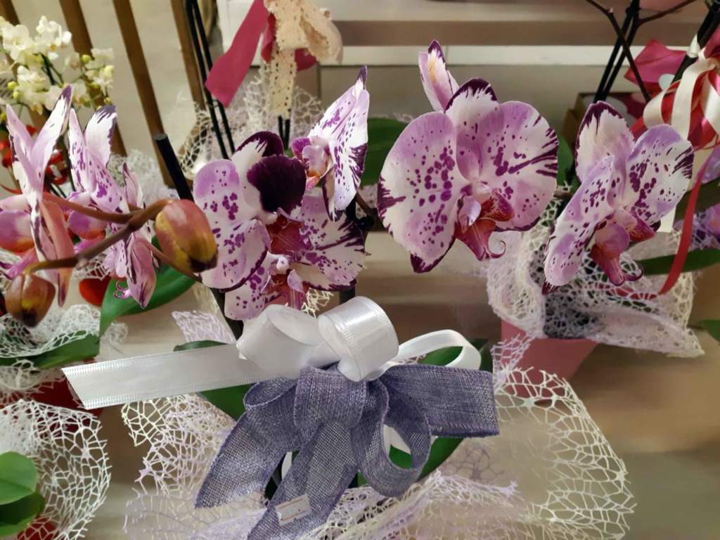 phalaenopsis