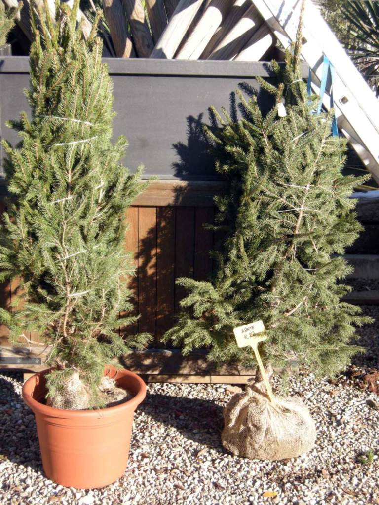 albero di Natale