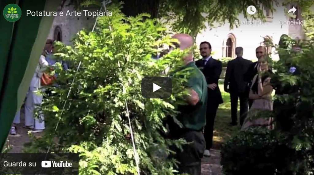 video arte topiaria