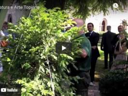 video arte topiaria