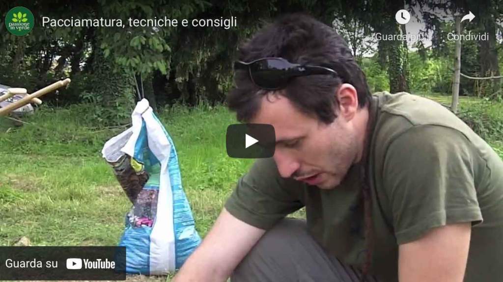 video pacciamatura