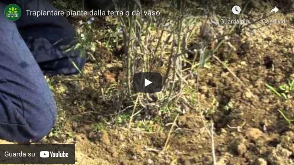 video trapiantare