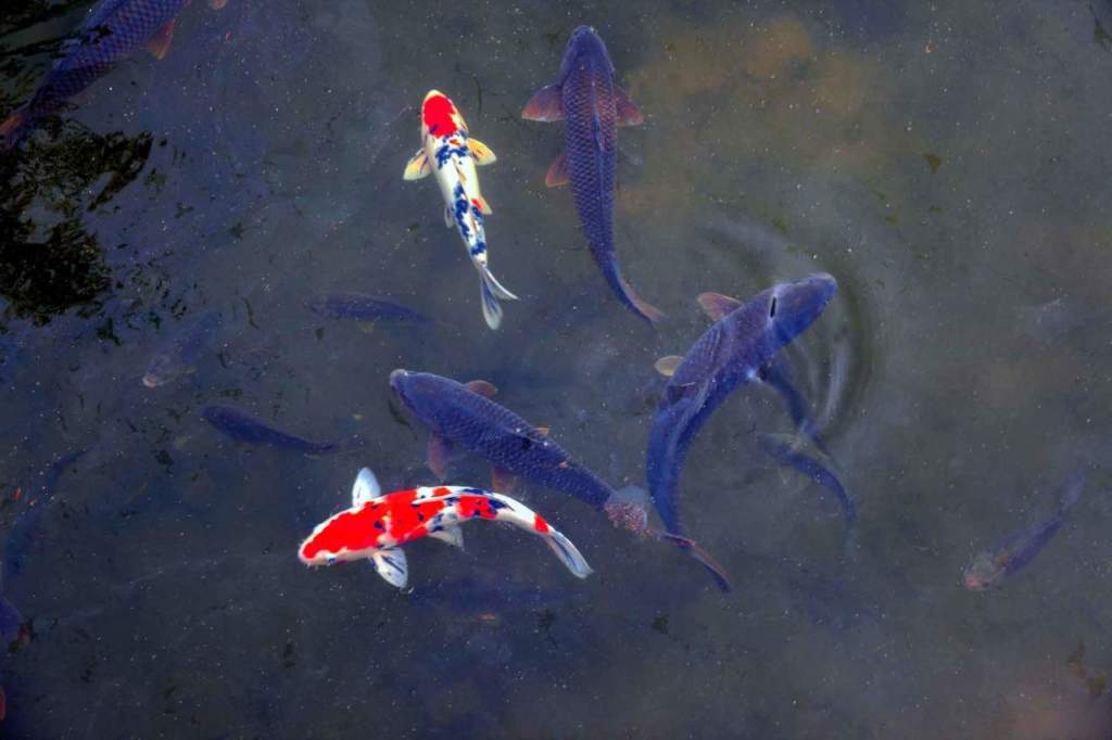 carpe koi