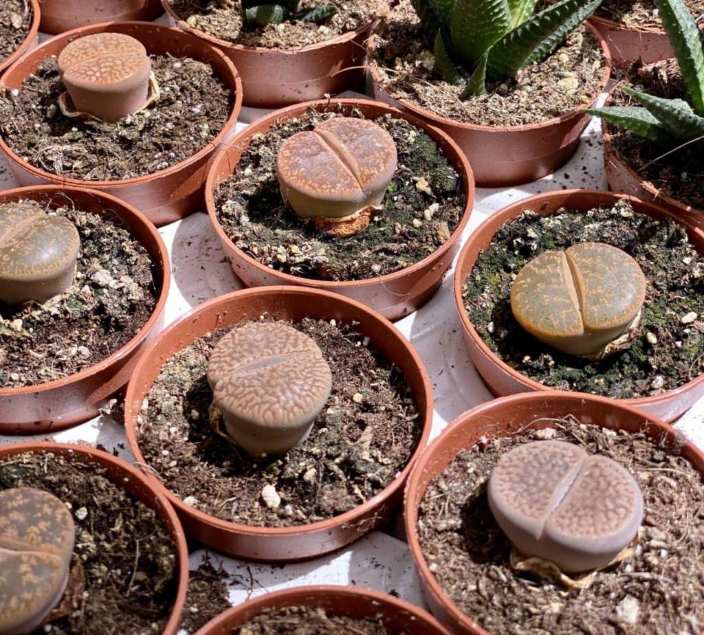 lithops vasi