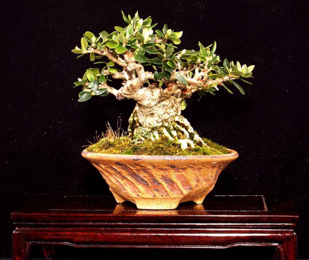bonsai olivo
