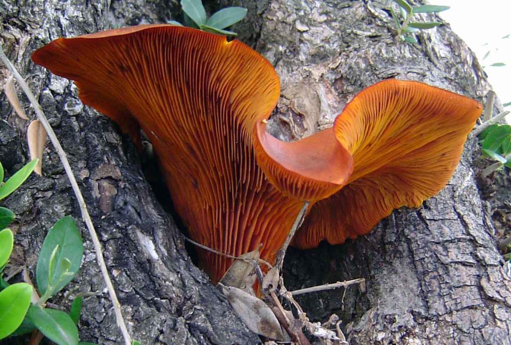 Omphalotus olearius olivo