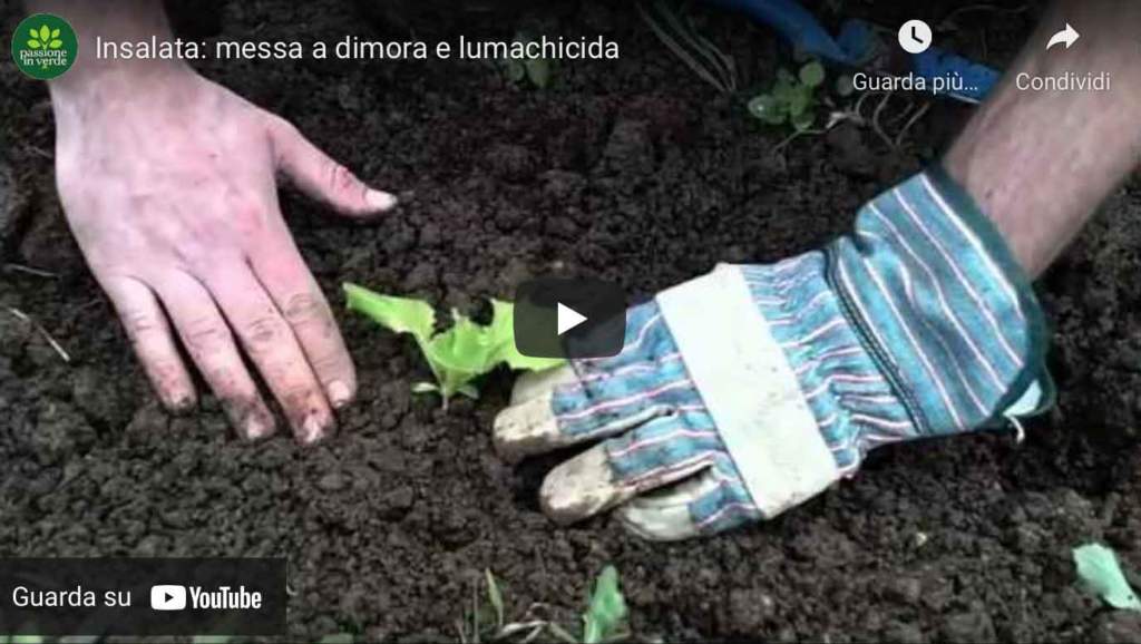 video_insalata_lumachicida copia